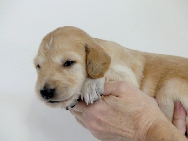 Saluki puppy for sale