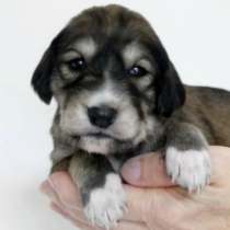 Elnaz, fawn Saluki Welpen kaufen