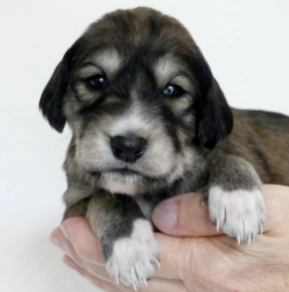 Saluki puppy for sale