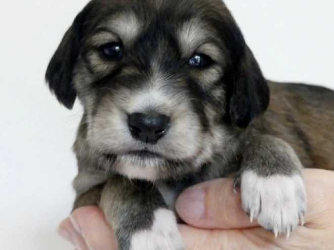 Saluki puppy for sale