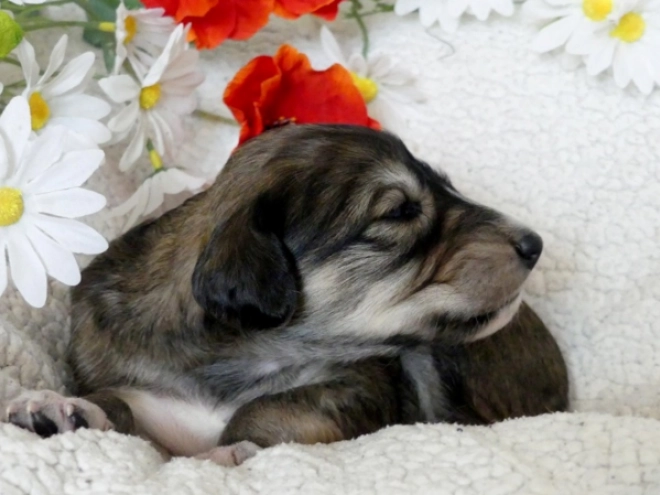 Saluki puppy for sale