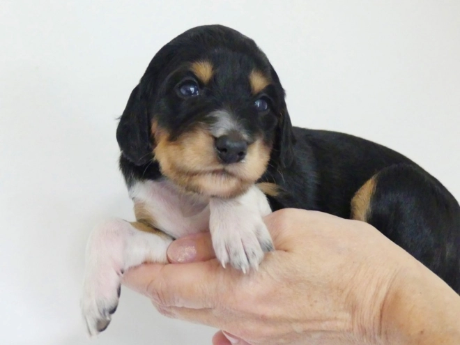 Saluki puppy for sale