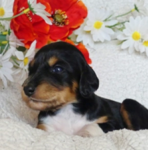 Saluki puppy for sale