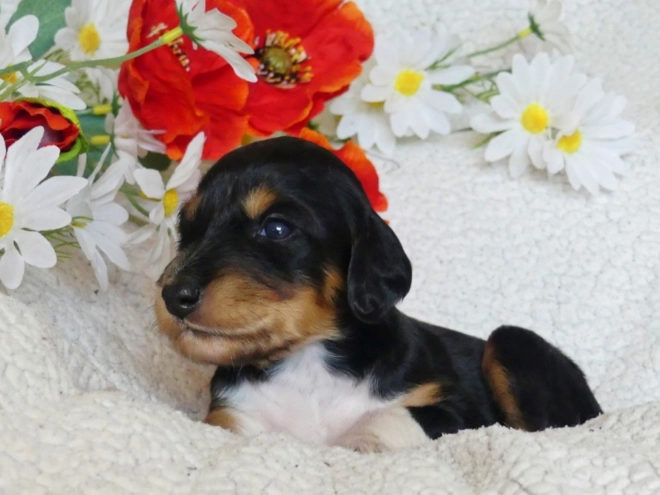 Saluki puppy for sale
