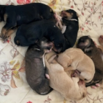 Promising litter, golden, tricolor, red Saluki for sale