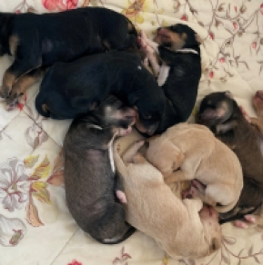 Perros Saluki en venta