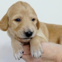 Enrico, golden Saluki Welpen kaufen