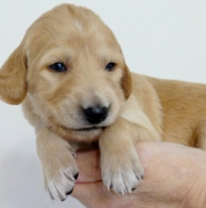 Saluki puppy for sale