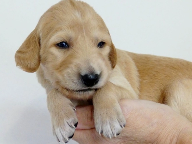 Saluki puppy for sale