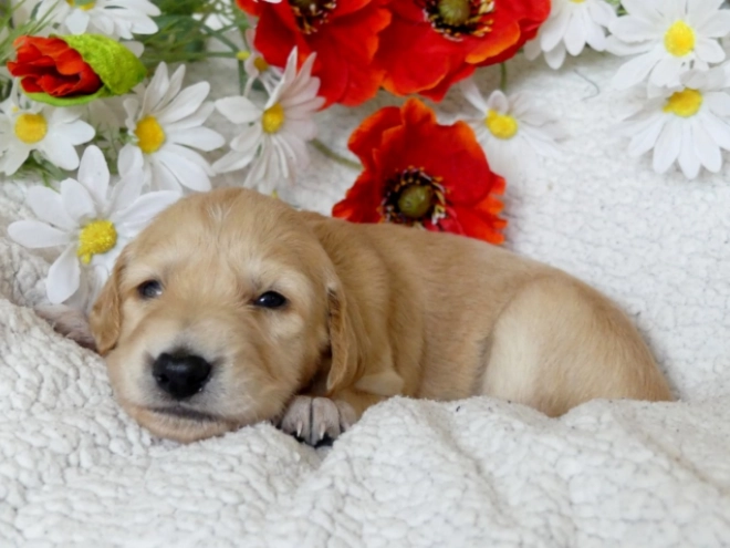 Saluki puppy for sale