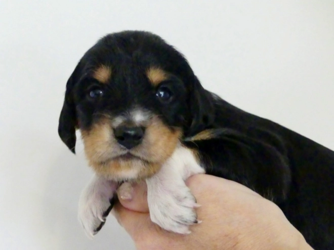 Saluki puppy for sale