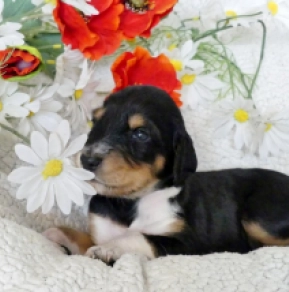Saluki puppy for sale