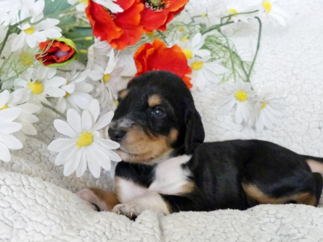 Saluki puppy for sale