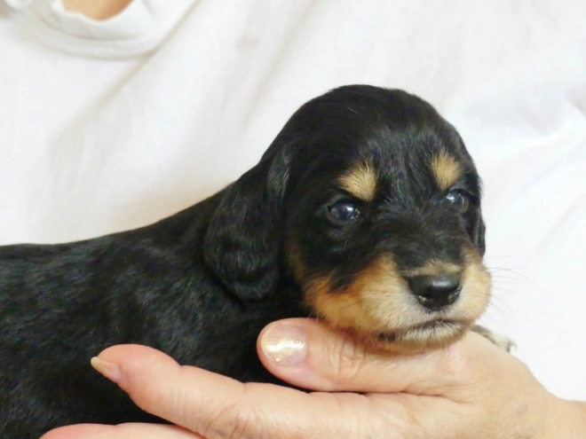 Saluki Welpe kaufen