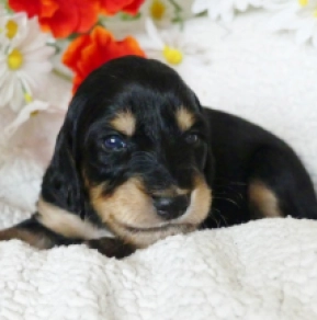 Saluki puppy for sale