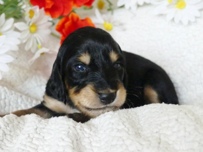 Saluki Welpe kaufen