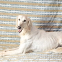 Genius, cream Saluki en venta