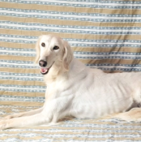Saluki Welpe kaufen