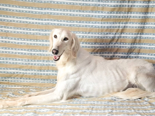 Saluki puppy for sale