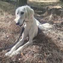 Genius, cream Saluki for sale
