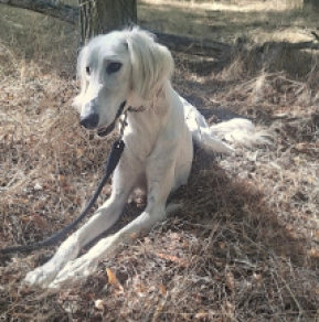 Saluki puppy for sale