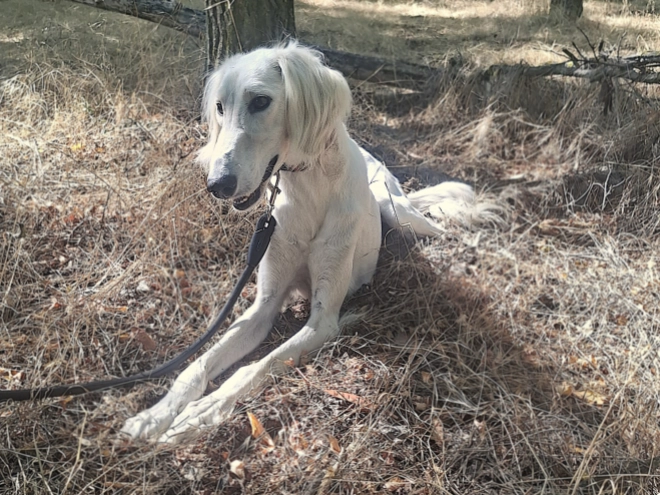 Saluki puppy for sale