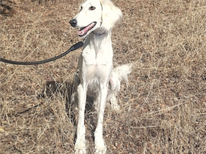 Saluki puppy for sale