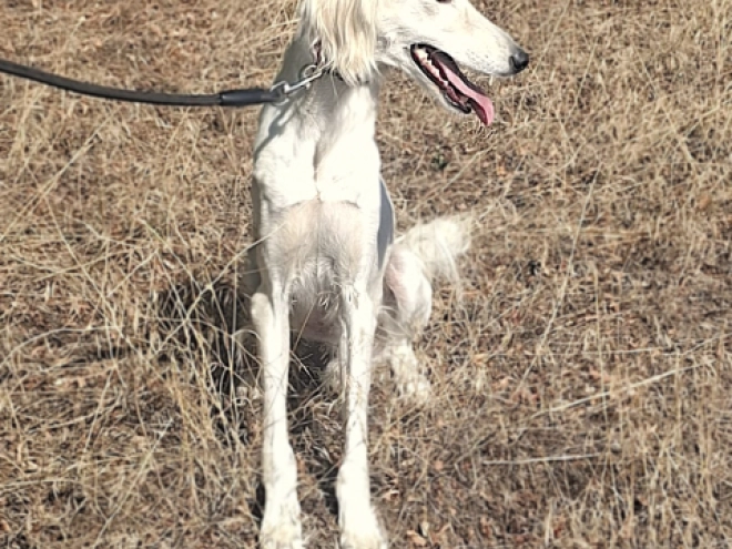 Saluki puppy for sale