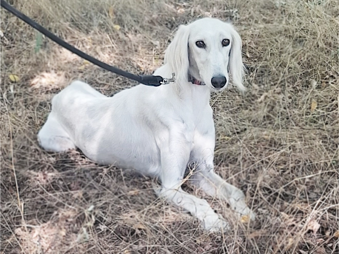 Saluki puppy for sale