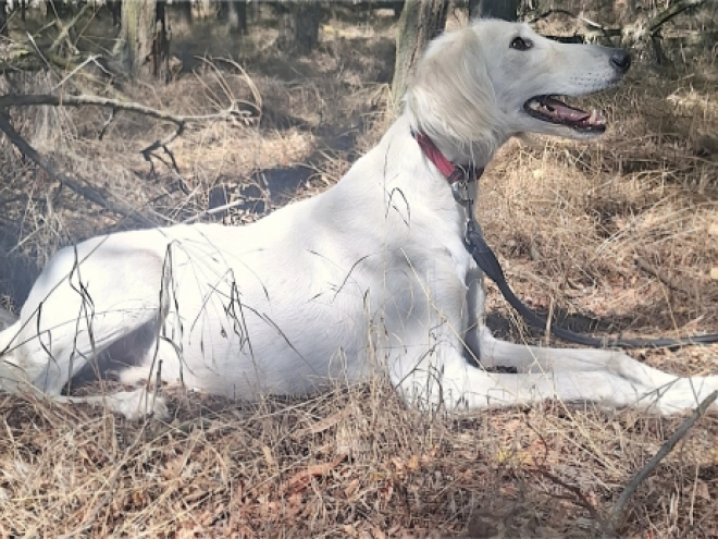 Saluki puppy for sale