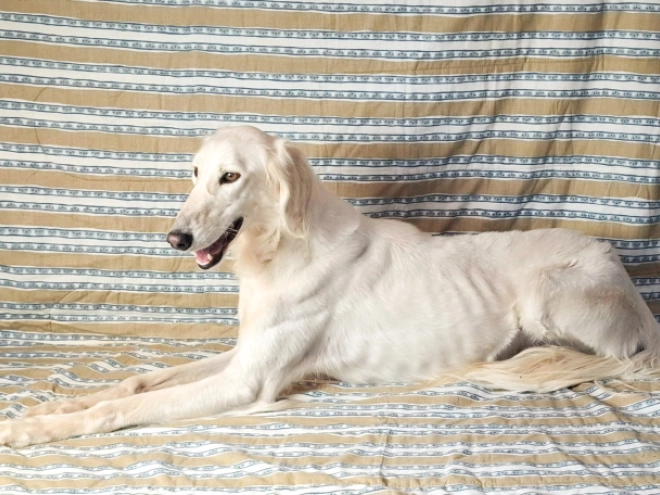 Saluki puppy for sale