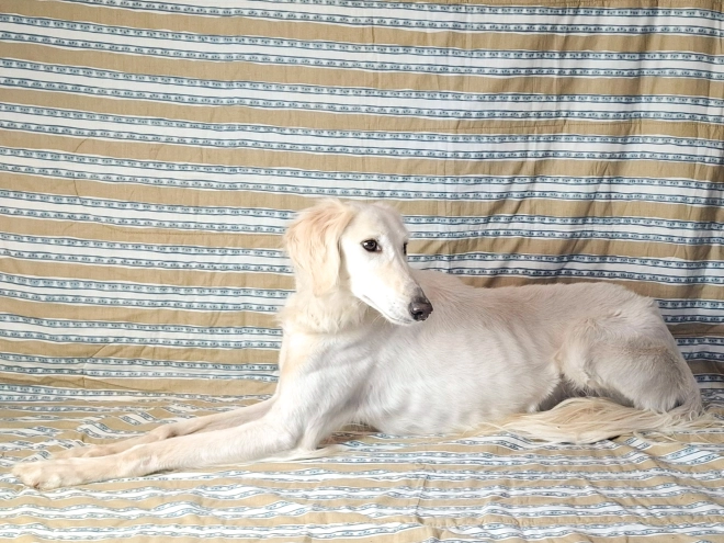 Saluki puppy for sale