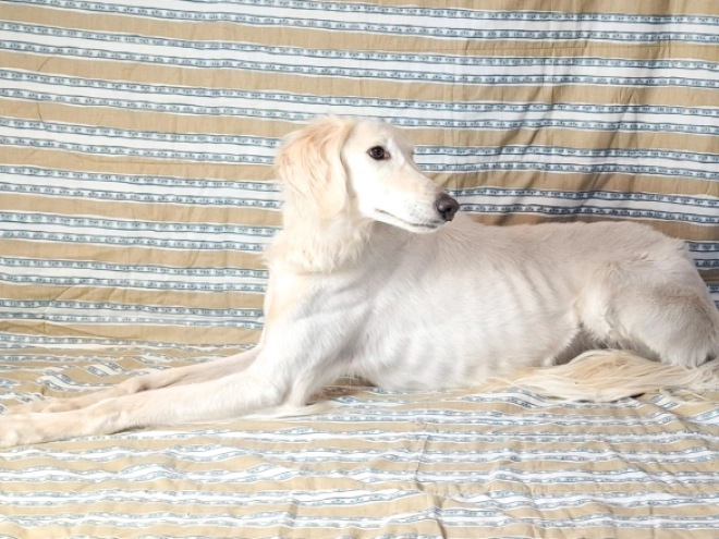 Saluki puppy for sale