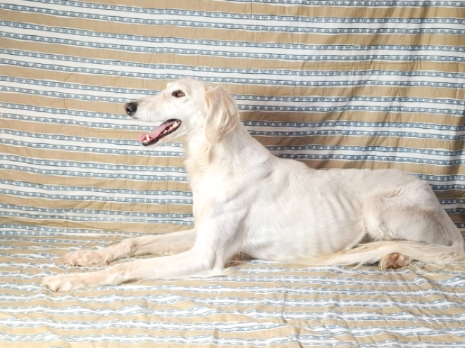 Saluki puppy for sale