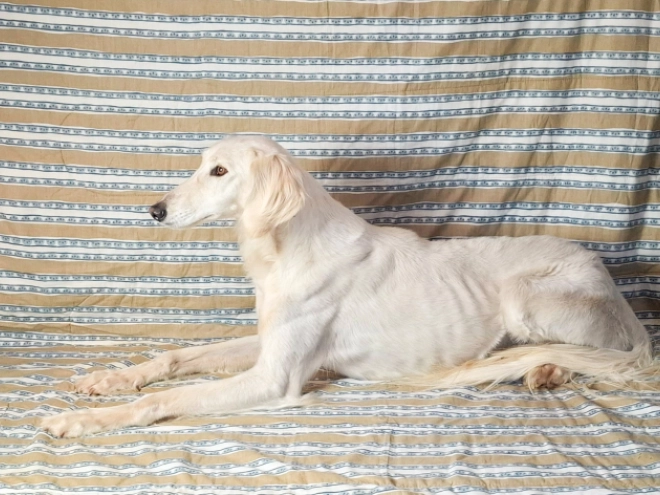 Saluki puppy for sale