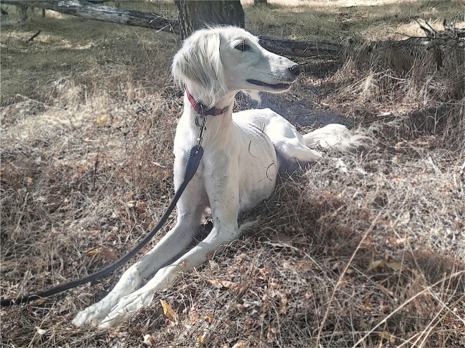 Saluki puppy for sale