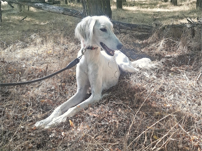 Saluki puppy for sale