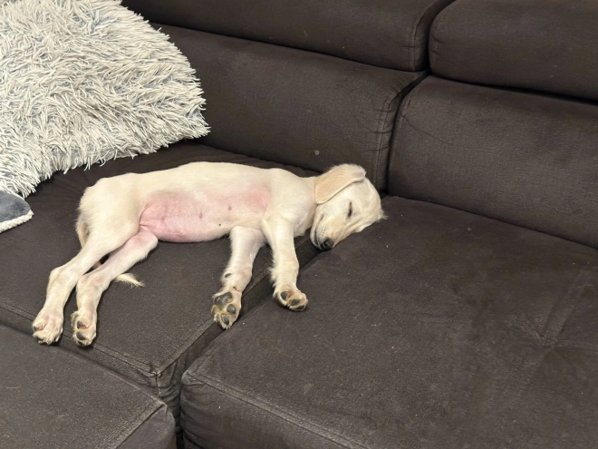 Saluki puppy for sale