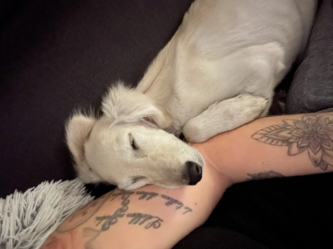 Saluki puppy for sale