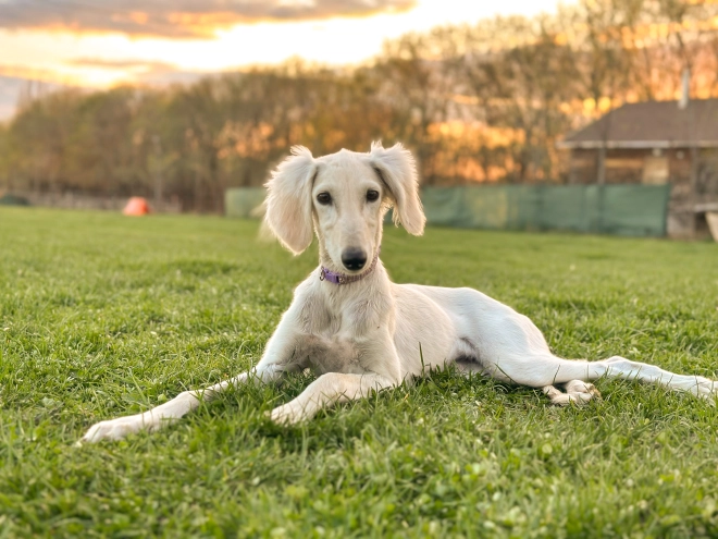 Saluki puppy for sale
