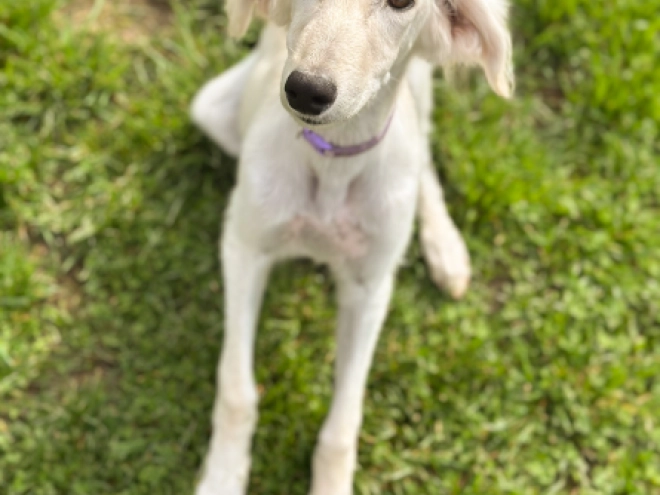 Saluki puppy for sale