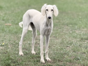 Saluki puppy for sale