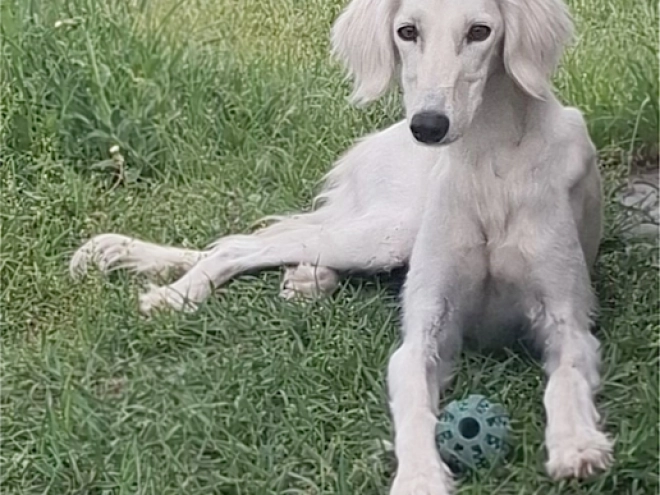 Perros Saluki en venta