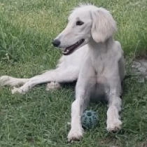 Chanel, white Saluki en venta