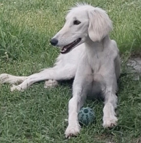 Saluki Welpe kaufen