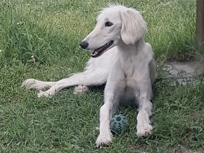 Perros Saluki en venta