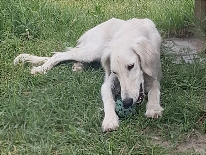 Perros Saluki en venta