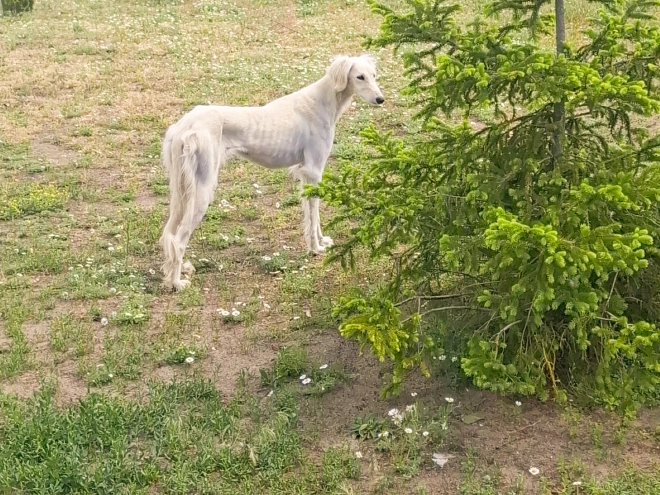 Perros Saluki en venta