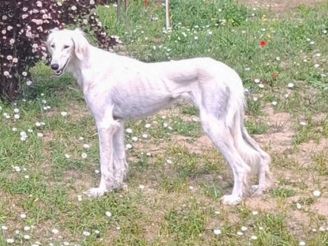 Perros Saluki en venta