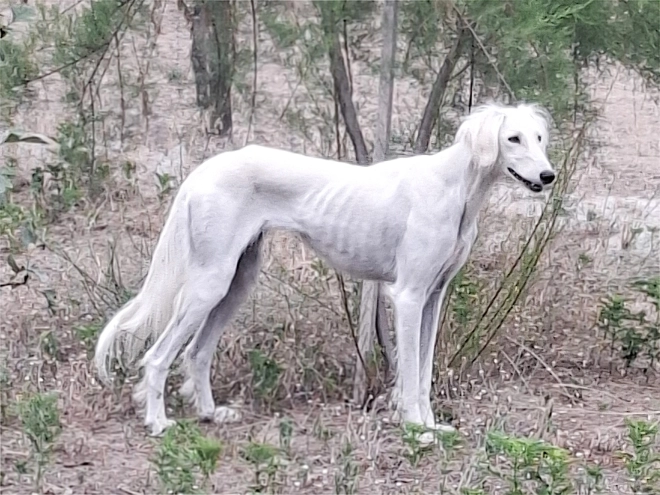Saluki puppy for sale